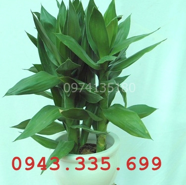 cay_phat_tai_bup_sen1