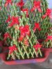 Thuyền buồm 7 làn - anh 1 Thuyền buồm 7 làn - anh 1
