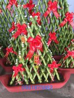 Thuyền buồm 7 làn