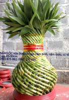 Nậm bình vừa