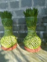 Nậm bình to vừa