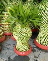 Lộc bình bé