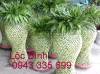 Lộc bình to - anh 2