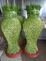 Lộc bình to