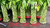 Trụ lộc