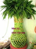 Hướng dẫn trồng cây phát lộc