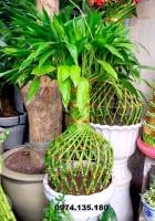 Ý Nghĩa Cây Phát Lộc Trong Phong Thủy