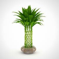 Cây phát lộc để bàn đang được ưa chuộng